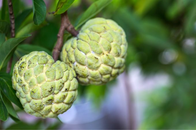 सीताफल - Custard Apple Is Best Fruit To Grow In Winter In Hindi